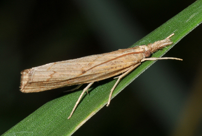 Crambidae:  cfr. Pediasia contaminella